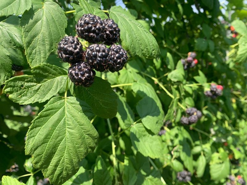 장터 상품 [토종 가시복분자] 썸네일