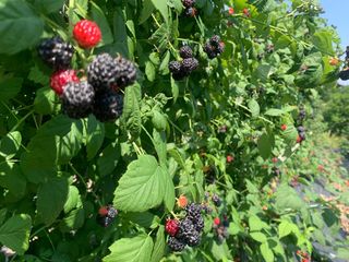 상추17800님의 작성글 사진