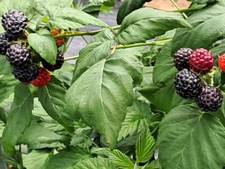 상추17800님의 작성글 사진