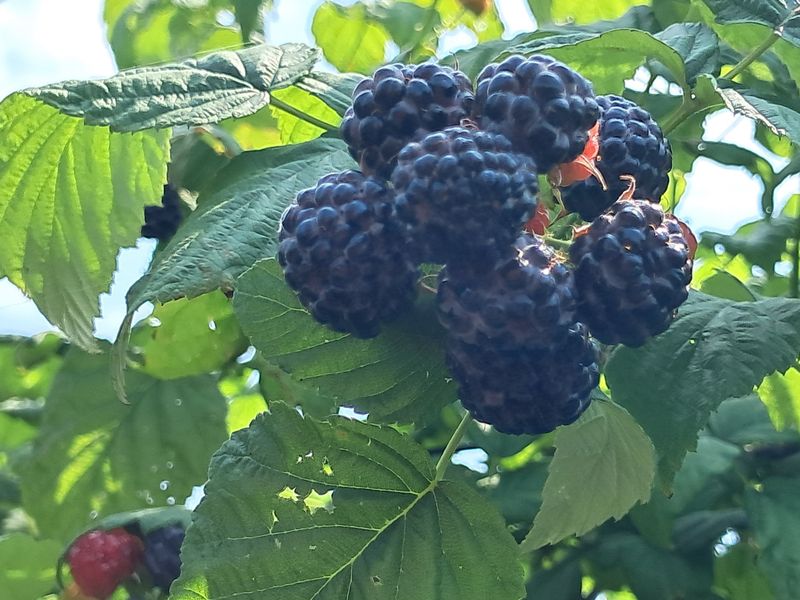 상추17800님의 장터 판매 상품 [토종 가시복분자] 첨부 사진