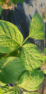 팜모닝 자유주제·자유게시판 게시글 이미지