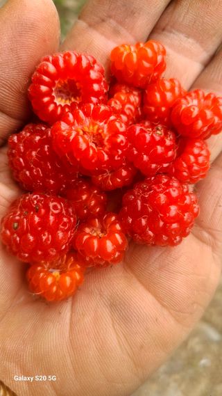 시골농부현장 현장박님의 🎤어떤 노래 좋아하세요? · 참여글 작성글 사진