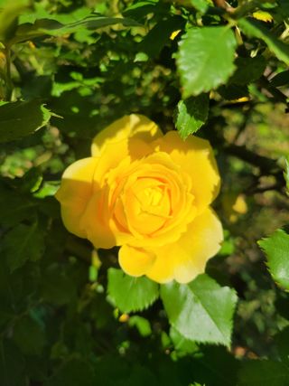 음악사랑님의 자유주제 · 자유게시판 작성글 사진