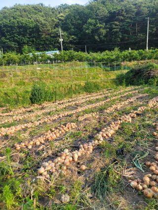 김재현님의 양파 · 영농일지 작성글 사진