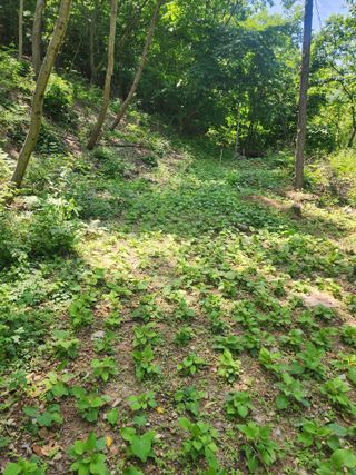 배추12035.부남님의 기타작물 · 영농일지 작성글 사진