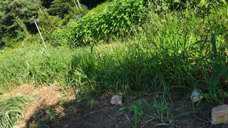 알 수 없음님의 호박 · 자유게시판 작성글 사진