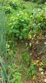 팜모닝 호박·자유게시판 게시글 이미지