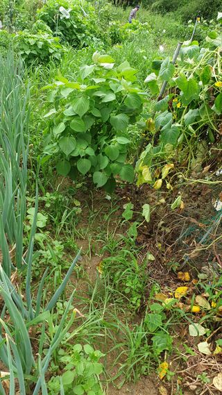 알 수 없음님의 호박 · 자유게시판 작성글 사진