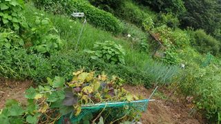 알 수 없음님의 호박 · 자유게시판 작성글 사진