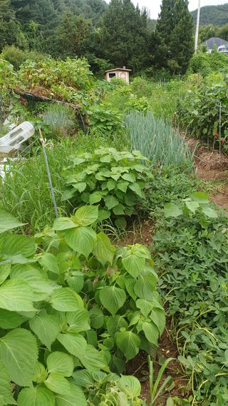 알 수 없음님의 호박 · 자유게시판 작성글 사진