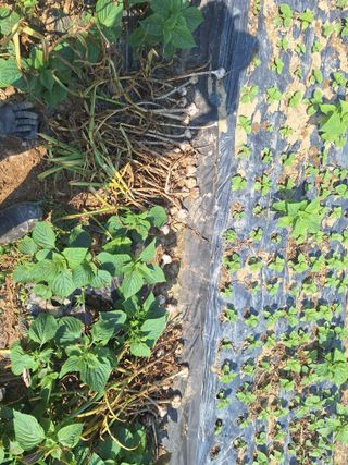 로즈마리님의 마늘 · 영농일지 작성글 사진