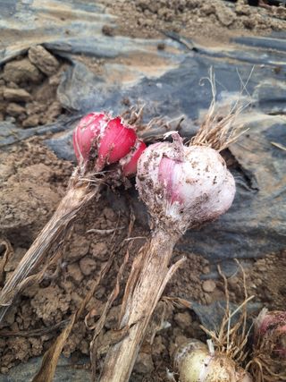로즈마리님의 마늘 · 영농일지 작성글 사진