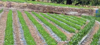 영덕 축산 김일규님의 자유주제 · 자유게시판 작성글 사진