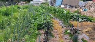 영덕 축산 김일규님의 자유주제 · 자유게시판 작성글 사진