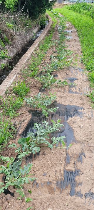 영덕 축산 김일규님의 자유주제 · 자유게시판 작성글 사진