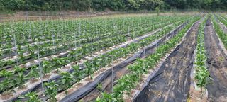 영덕 축산 김일규님의 자유주제 · 자유게시판 작성글 사진