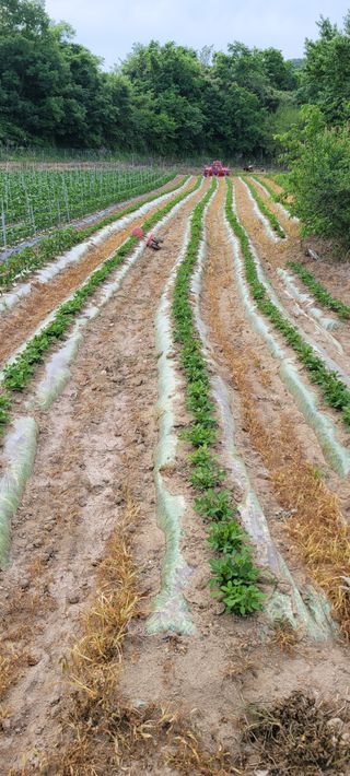 영덕 축산 김일규님의 자유주제 · 자유게시판 작성글 사진