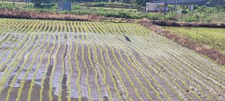 영덕 축산 김일규님의 자유주제 · 자유게시판 작성글 사진