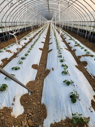 김저팔계님의 기타작물 · 영농일지 작성글 사진