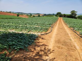 김저팔계님의 기타작물 · 영농일지 작성글 사진