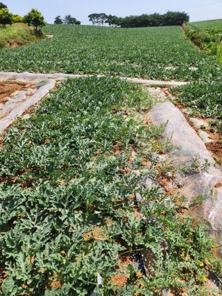 김저팔계님의 기타작물 · 영농일지 작성글 사진