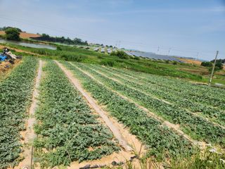 김저팔계님의 기타작물 · 영농일지 작성글 사진