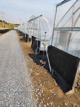 김저팔계님의 기타작물 · 영농일지 작성글 사진