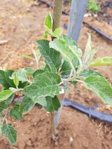 팜모닝 사과·영농일지 게시글 이미지