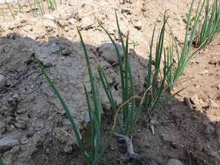 농부가된영어샘님의 파 · 병해충상담 작성글 사진