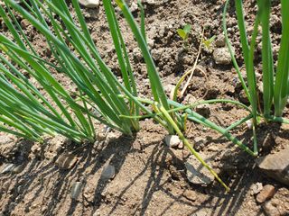 농부가된영어샘님의 파 · 병해충상담 작성글 사진