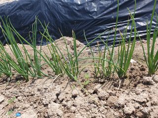 농부가된영어샘님의 파 · 병해충상담 작성글 사진