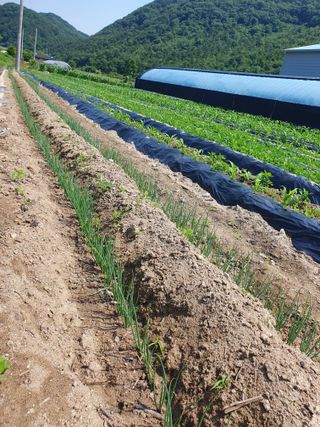 농부가된영어샘님의 파 · 병해충상담 작성글 사진