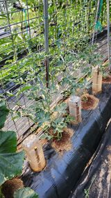 팜모닝 기타작물·영농일지 게시글 이미지