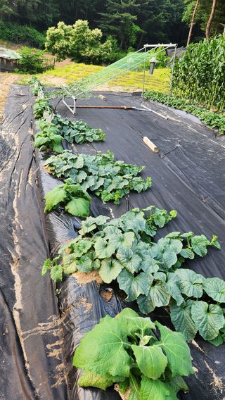 민완식님의 기타작물 · 영농일지 작성글 사진