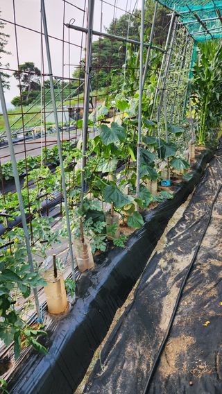 민완식님의 기타작물 · 영농일지 작성글 사진