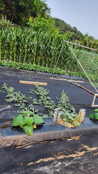 민완식님의 기타작물 · 영농일지 작성글 사진