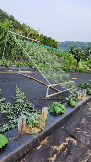 민완식님의 기타작물 · 영농일지 작성글 사진