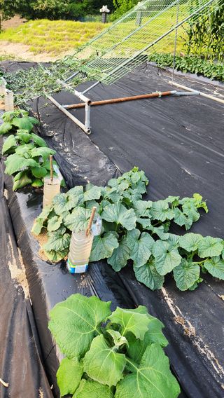 민완식님의 기타작물 · 영농일지 작성글 사진