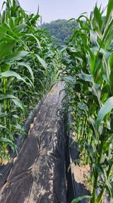 팜모닝 옥수수·영농일지 게시글 이미지