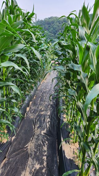 민완식님의 옥수수 · 영농일지 작성글 사진