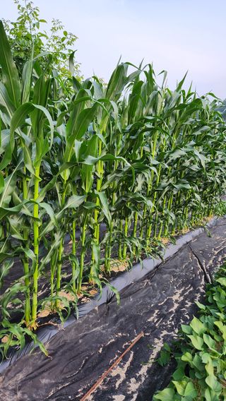 민완식님의 옥수수 · 영농일지 작성글 사진