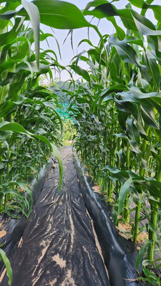 민완식님의 옥수수 · 영농일지 작성글 사진