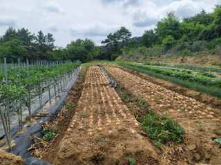 윤병주님의 양파 · 영농일지 작성글 사진