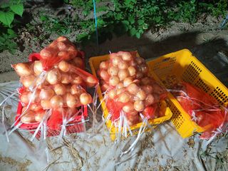 김상호님의 양파 · 자유게시판 작성글 사진