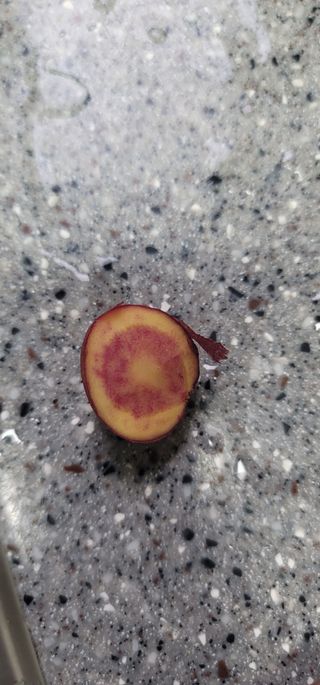 천농님의 감자 · 병해충상담 작성글 사진