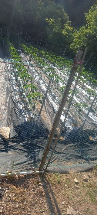 매실21434님의 고추 · 영농일지 작성글 사진