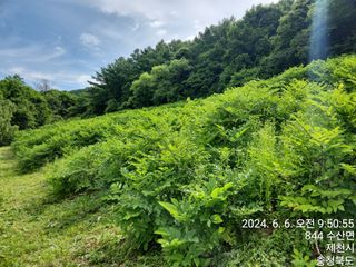 안계천님의 두릅 · 영농일지 작성글 사진