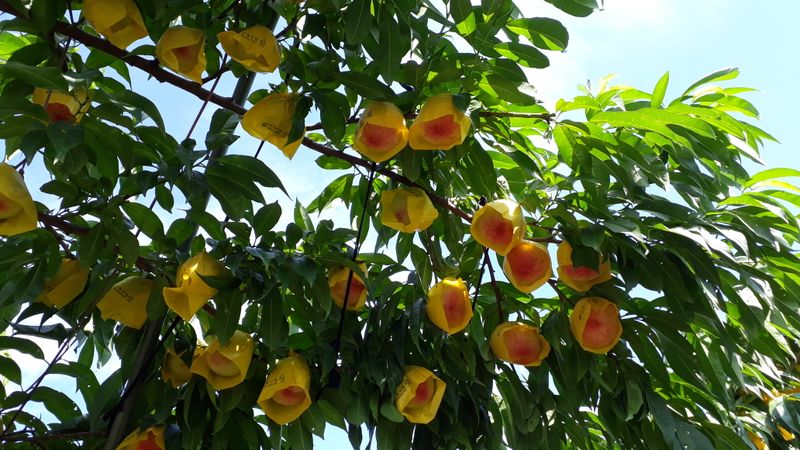 배동환 님의 장터 판매 상품 [복숭아  농사 잘  지었는데 지금은  비가너무 많이와서] 첨부 사진