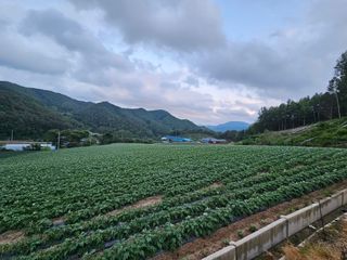 이석민님의 감자 · 영농일지 작성글 사진