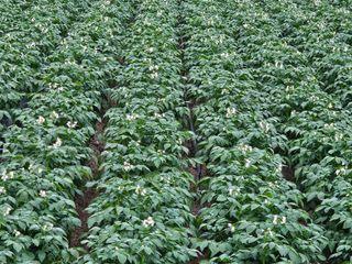 이석민님의 감자 · 영농일지 작성글 사진